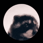 a close up of a raccoon in a circle on a black background