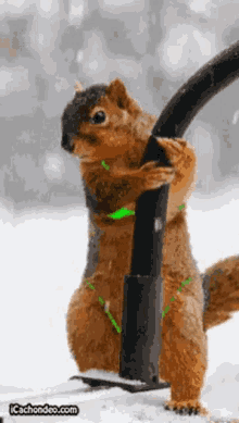 Check Me Out Look At This GIF - Check Me Out Look At This Squirrel GIFs