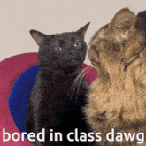 Funky Cat Gc Zoning Out Cat GIF - Funky Cat Gc Zoning Out Cat Bored GIFs