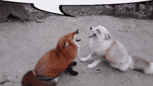 arguing foxes
