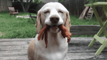 Sid Bacon GIF - Sid Bacon I Did Not Steal Your Food GIFs