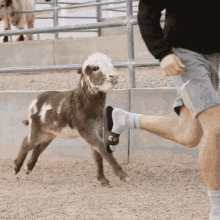 a person is kicking a baby goat in the foot
