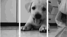 Hehe Puppy GIF - Hehe Puppy Cute GIFs