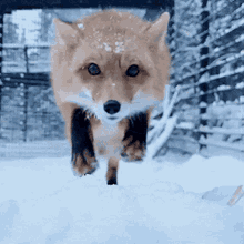 Snow Fox GIF - Snow Fox Cute GIFs