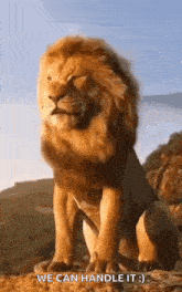 a lion is standing on top of a hill and says we can handle it