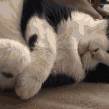 a black and white cat is laying on its back on a blanket