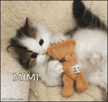 Mimisav Cat GIF - Mimisav Cat Kitten GIFs