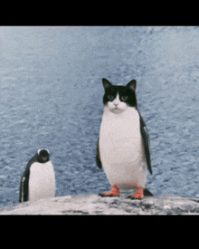 a black and white cat that looks like a penguin standing next to a penguin