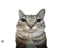 a close up of a cat looking at the camera with a white background