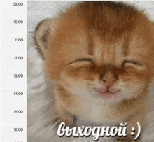 a picture of a kitten with the words " выходной " written on it