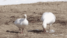 Snow Goose GIF - Snow Goose Ross GIFs