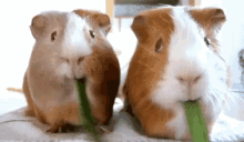 Hamsters Gerbil GIF - Hamsters Gerbil Eat GIFs