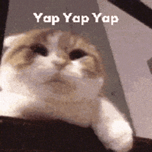 a close up of a cat with the words yap yap yap on it