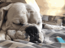 Bulldog Sleepy GIF - Bulldog Dog Sleepy GIFs