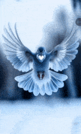 a bird with a heart in its beak is flying in the sky