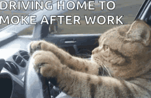 Driving Home Cat GIF
