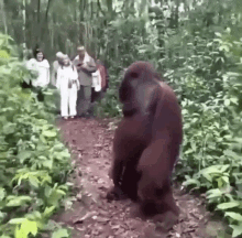 Marajtwt Orangutan GIF - Marajtwt Orangutan Monkey GIFs