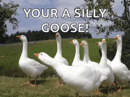 Goose Your A Silly Goose GIF - Goose Your A Silly Goose - Discover & Share  GIFs