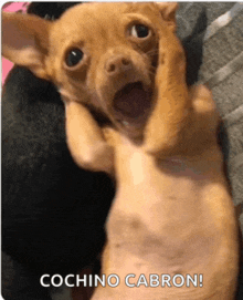 a chihuahua is laying on its back with its mouth open and the words cochino cabron on the bottom