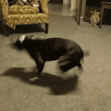 GIF