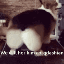 We Call Her Kim Corgdashian GIF - We Call Her Kim Corgdashian GIFs