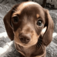 Cute Puppy GIF - Cute Puppy GIFs