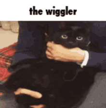 The Wiggler Cats GIF - The Wiggler Cats GIFs