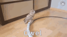 Owel GIF - Owel GIFs