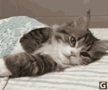 Cat Resting GIF - Chill Cat Rest Cute Cat GIFs