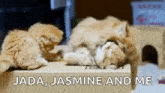 two kittens laying on top of a cardboard box with the words jada jasmine and me written below them .
