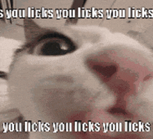a cat with a caption that says you licks you licks you licks you licks