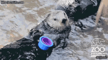 10 GIF - Otters Toys You See This GIFs