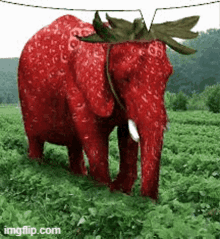 Strawberry Elephant GIF - Strawberry Elephant GIFs