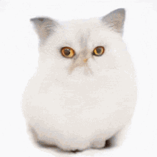 Food Cat GIF - Food Cat Funny GIFs