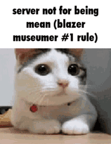 Cat Blaze Museum GIF - Cat Blaze Museum Rules GIFs