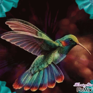 Humming Bird GIF - Humming Bird - Discover & Share GIFs