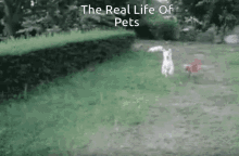 When Life Is To Hard Dogs GIF