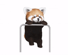 red panda exercise pullup