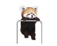 Red Panda Exercise Sticker - Red Panda Exercise Pullup Stickers