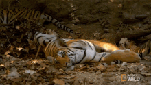 Lying Down Searching For The Tigress GIF
