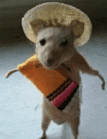 Mexican Mouse GIF - Mexican Mouse GIFs