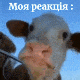 a close up of a cow 's face with the words моя реакция written above it