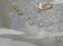 Funny As Hell Fish GIF - Funny As Hell Fish Bird GIFs