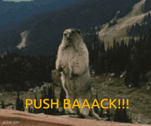 Marmot Push Back GIF - Marmot Push Back Yelling GIFs