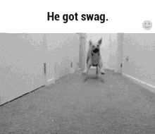 Swag Dogs GIF