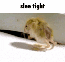 a hamster is standing on a white surface with the words `` slee tight '' written above it .