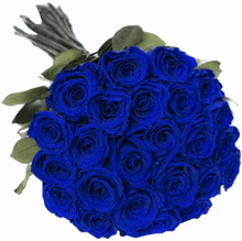 rosas azul transparente