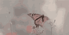 Aesthetic Butterflies GIF