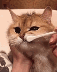 Cat Brushing Cat GIF - Cat Brushing Cat Cat British Short Hair GIFs