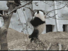 Panda Fail GIF - Panda Fail GIFs